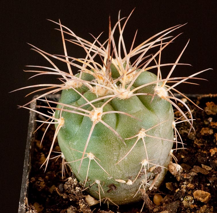 Gymnocalycium rhodantherum